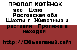 ПРОПАЛ КОТЁНОК 6 мес › Цена ­ 1 000 - Ростовская обл., Шахты г. Животные и растения » Пропажи и находки   